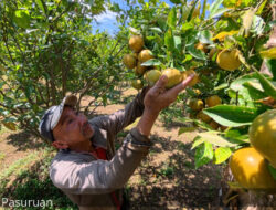 Pemerintah Kabupaten Pasuruan Terus Kembangkan Agrowisata, Wisata Petik Jeruk Tutur Jadi Daya Tarik Baru