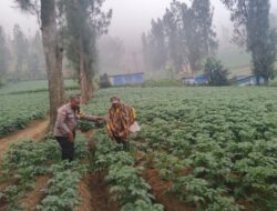 Polisi Hadir di Tengah Petani, Polsek Tosari Perkuat Ketahanan Pangan Lewat Pendampingan Budidaya Kentang