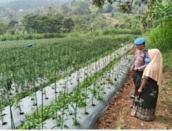 Bhabinkamtibmas Sambangi Lahan Cabai, Perkuat Ketahanan Pangan Bersama Warga