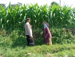 Bhabinkamtibmas Sukorejo Pantau Tanaman Jagung Tumbuh Subur, Perkuat Dukungan Ketahanan Pangan Nasional