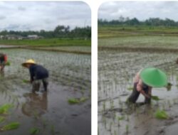 Babinsa Jambewangi Turun ke Sawah, Dampingi Poktan Tani Makmur Tanam Padi Demi Perkuat Ketahanan Pangan