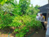 Polres Ngawi Dorong Ketahanan Pangan dari Pekarangan Rumah, Bhabinkamtibmas Dampingi Warga Kembangkan Lahan Produktif