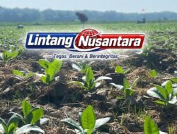 Petani Tembakau Bojonegoro Terima 526 Ton Pupuk NPK, Biaya Produksi Diharapkan Lebih Ringan