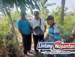 Petani Trucuk Sukses Budidayakan Ketela Varietas Benny Azuma, Hemat Pupuk dan Tahan Hama
